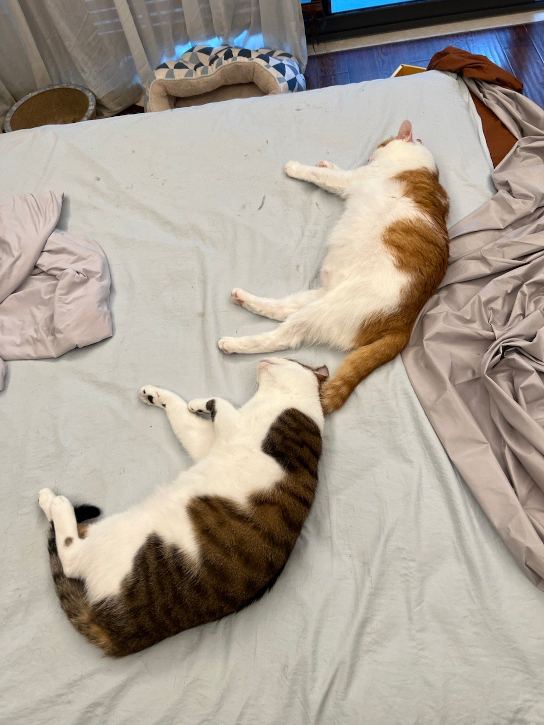 发现两只猪猪猫怎么还在睡大觉ai宠出道计划萌宠c位计划