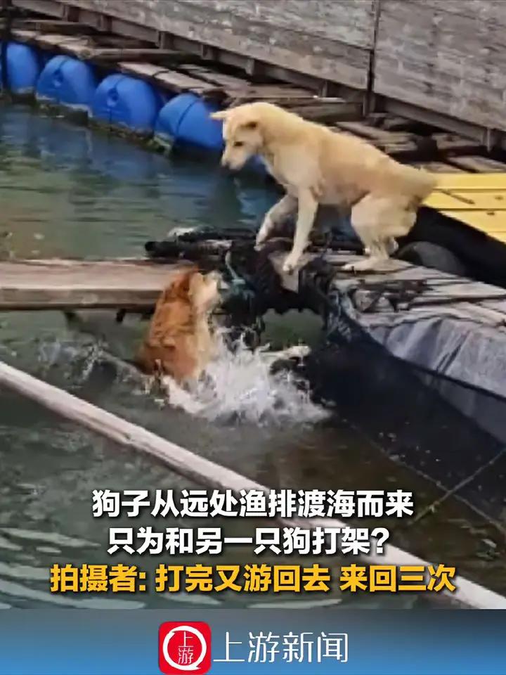 真是没想到福建这只狗子能这么执拗居然渡海过来和对岸边另一只狗打架，打完转身又
