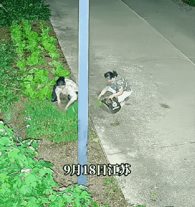 吃相太难看了！为了一点韭菜，大晚上的三个人出动！一人割韭菜，一人袋子里装，另外一