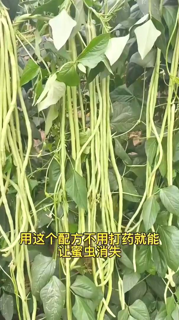 豆角生了蜜虫怎么办？教你一招不用打药就能轻松解决。豆角在种植过程中下雨或者湿度