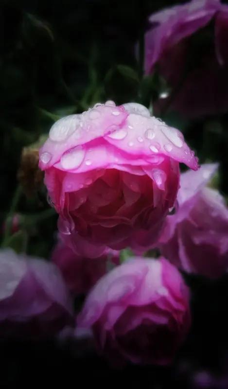 上联：一帘疏雨醒春梦；下联：半卷闲书度岁华。