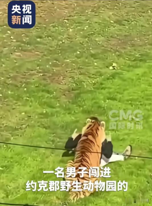 这年月还真有不要命的。一个大活人翻进老虎园，当着满场游客的面跟东北虎对峙，还伸手