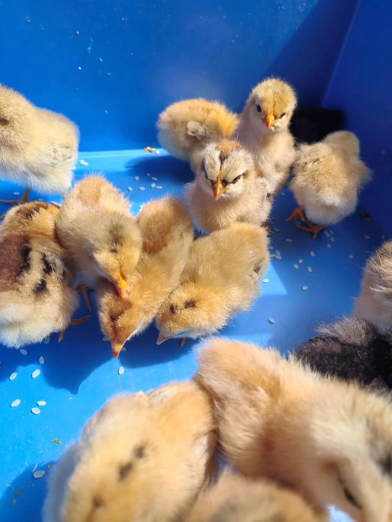 家人们，大家都来评评理看我说的是不是真的！今天我给养殖场老板说，我们以前的鸡都