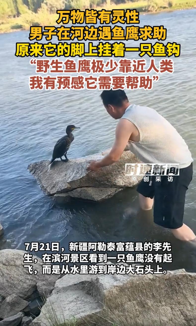 万物皆有灵！新疆阿勒泰，一只天生怕人的野生鱼鹰，拖着满身伤痛主动靠近人类求救，被