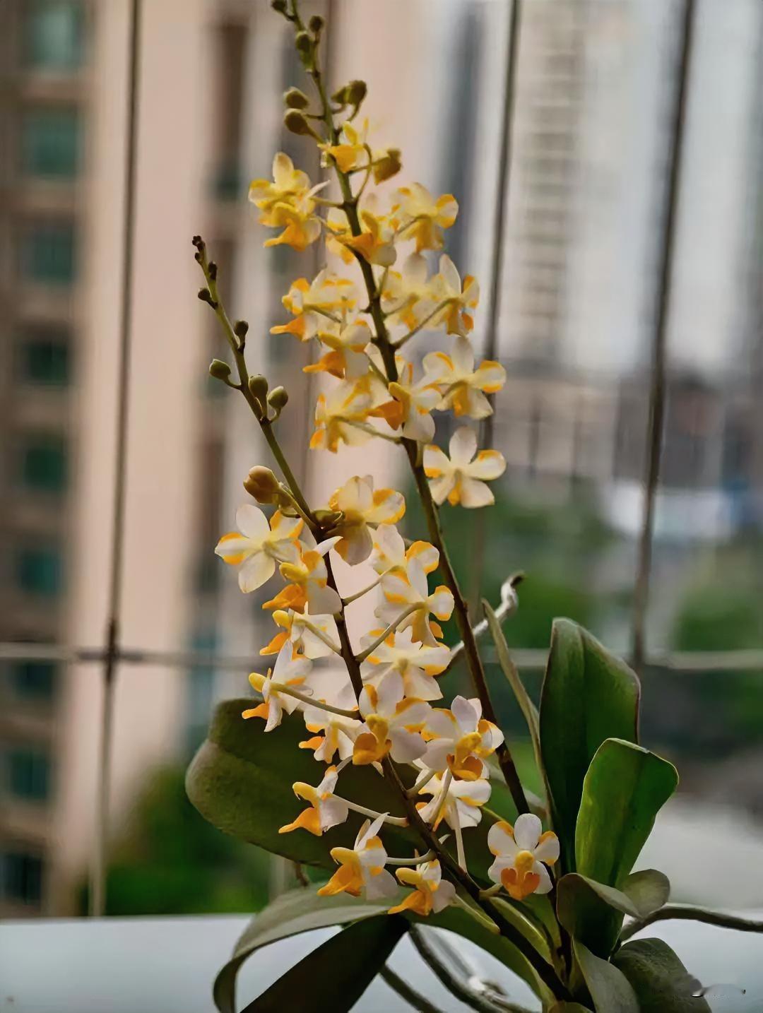 清晨拉开窗帘，一眼就撞见这株兰花炸开的花穗，瞬间觉得连窗外的阴天都亮堂了几分。