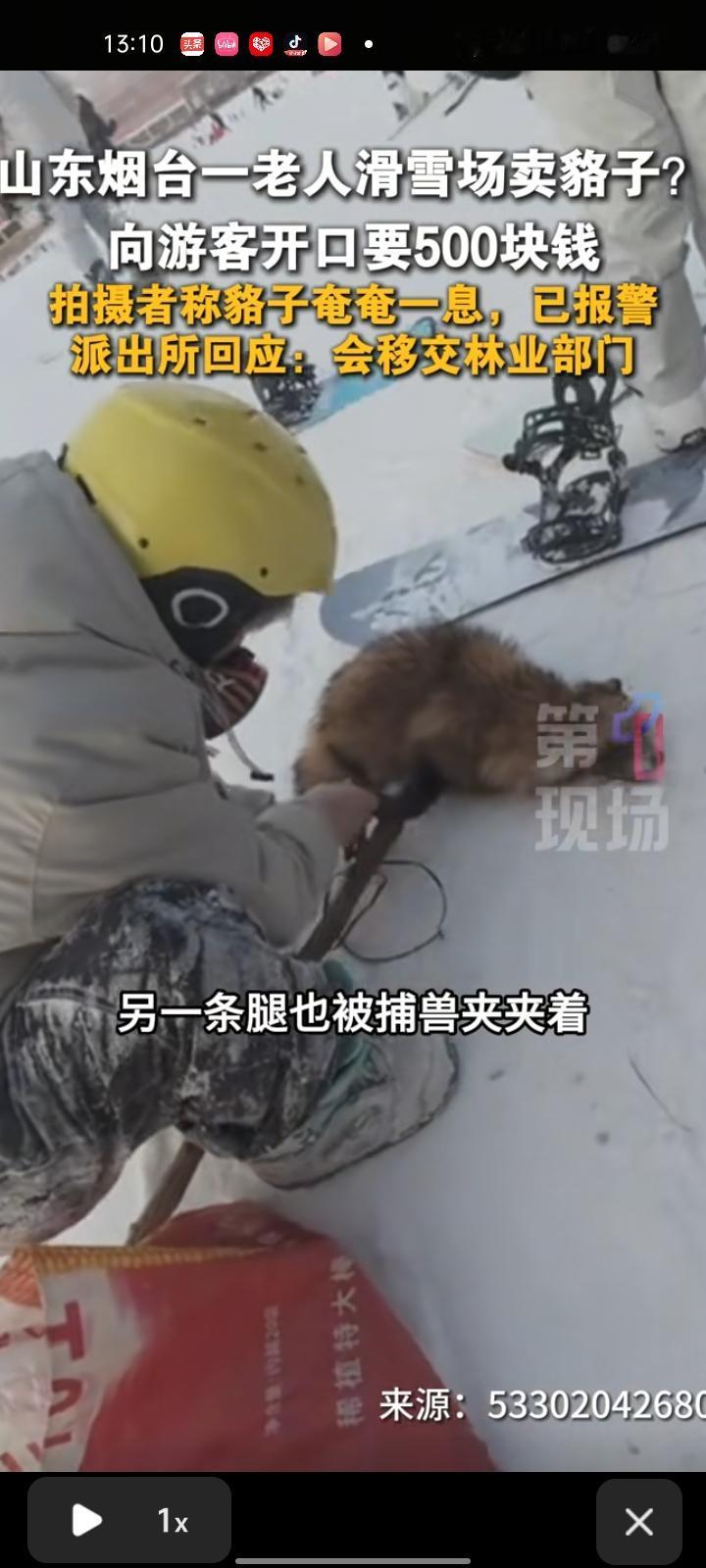 1月2日，山东烟台。网友发视频称，一老人在滑雪场卖貉子，张口就要500块。貉子一