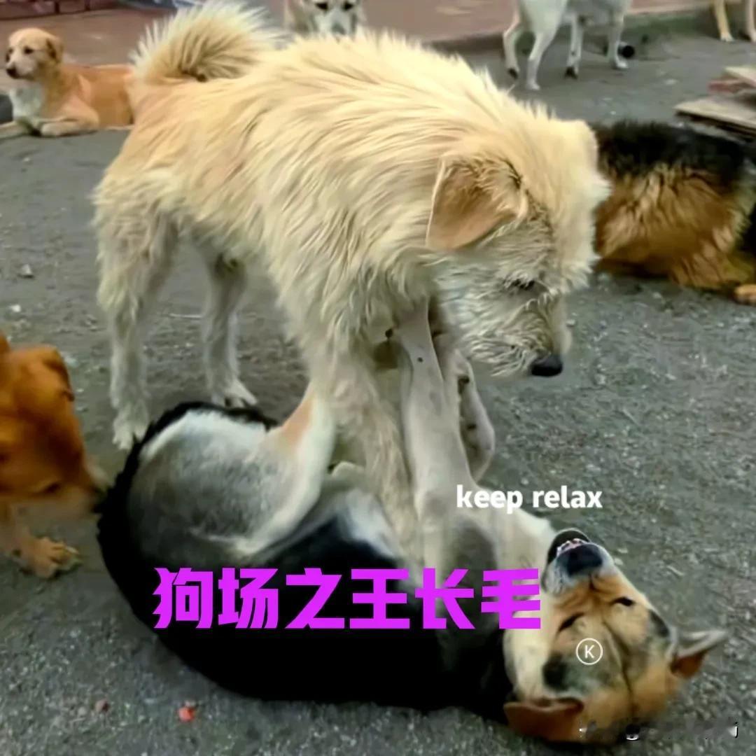 狗王查尔斯长毛火了以后，很多人都以为它是下司犬，所以才这么厉害。其实胡子大叔已经