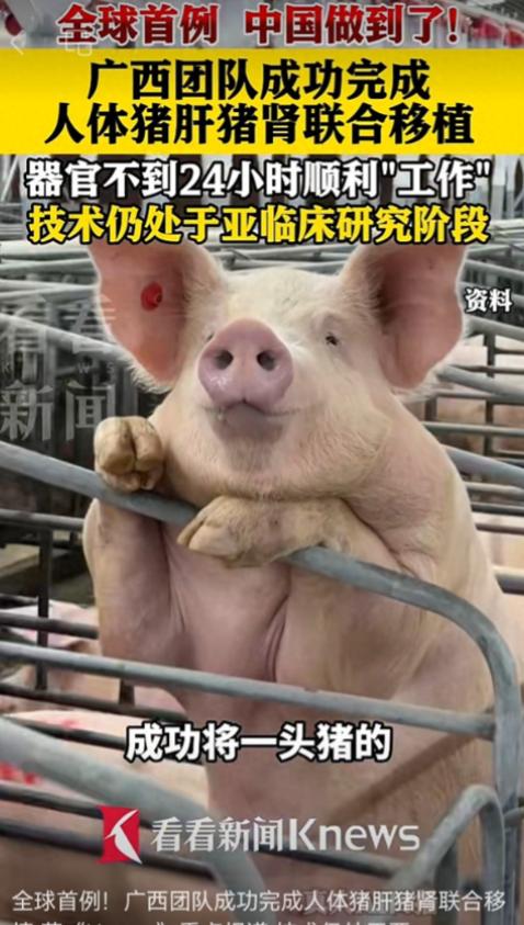 全球首例！广西，一医生将整副猪肝及两颗猪肾，一次性移植进一位脑死亡男子体内。不到