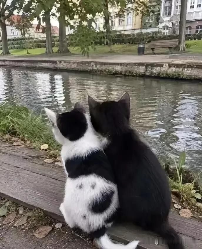 两只猫咪坐在小溪边的木板上看风景，远远看去黑猫亲昵的搂着白猫相偎相依，像一对恩爱