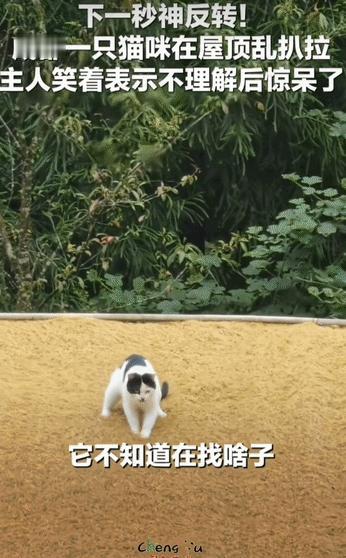 成都一对夫妻刚起床，就看见自家猫咪蹲在屋顶上，两只前爪对着瓦片发了疯似地刨，瓦片