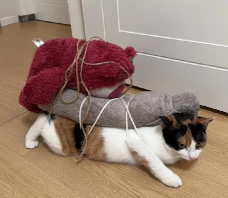 我家孩子养的这只小猫，最近可把人折腾坏了。天天“喵呜喵呜”叫个不停