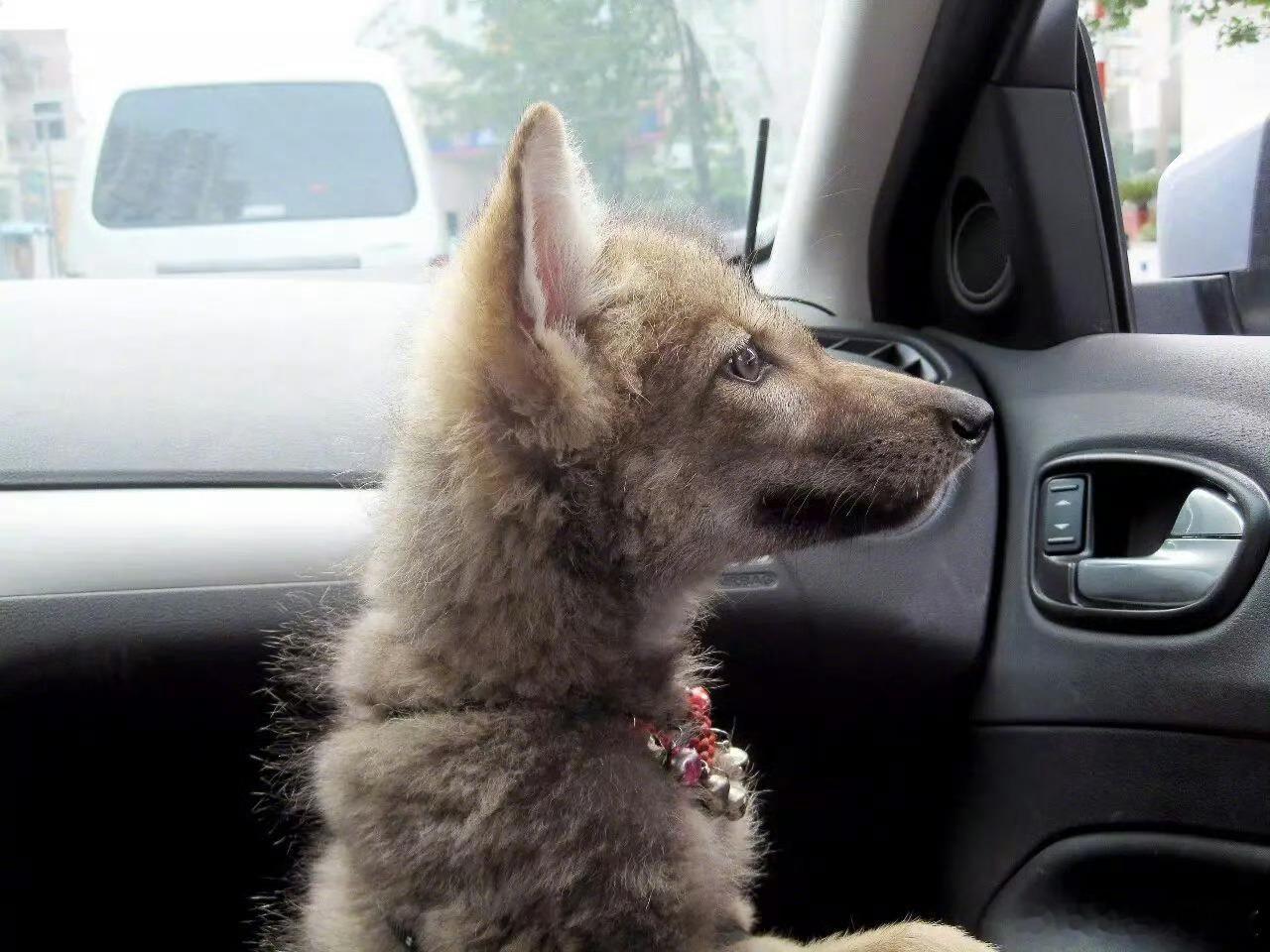 重返狼群格林小时候怎么狗里狗气的？