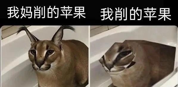 来点meme梗图人间真实此图有梗合理但有病