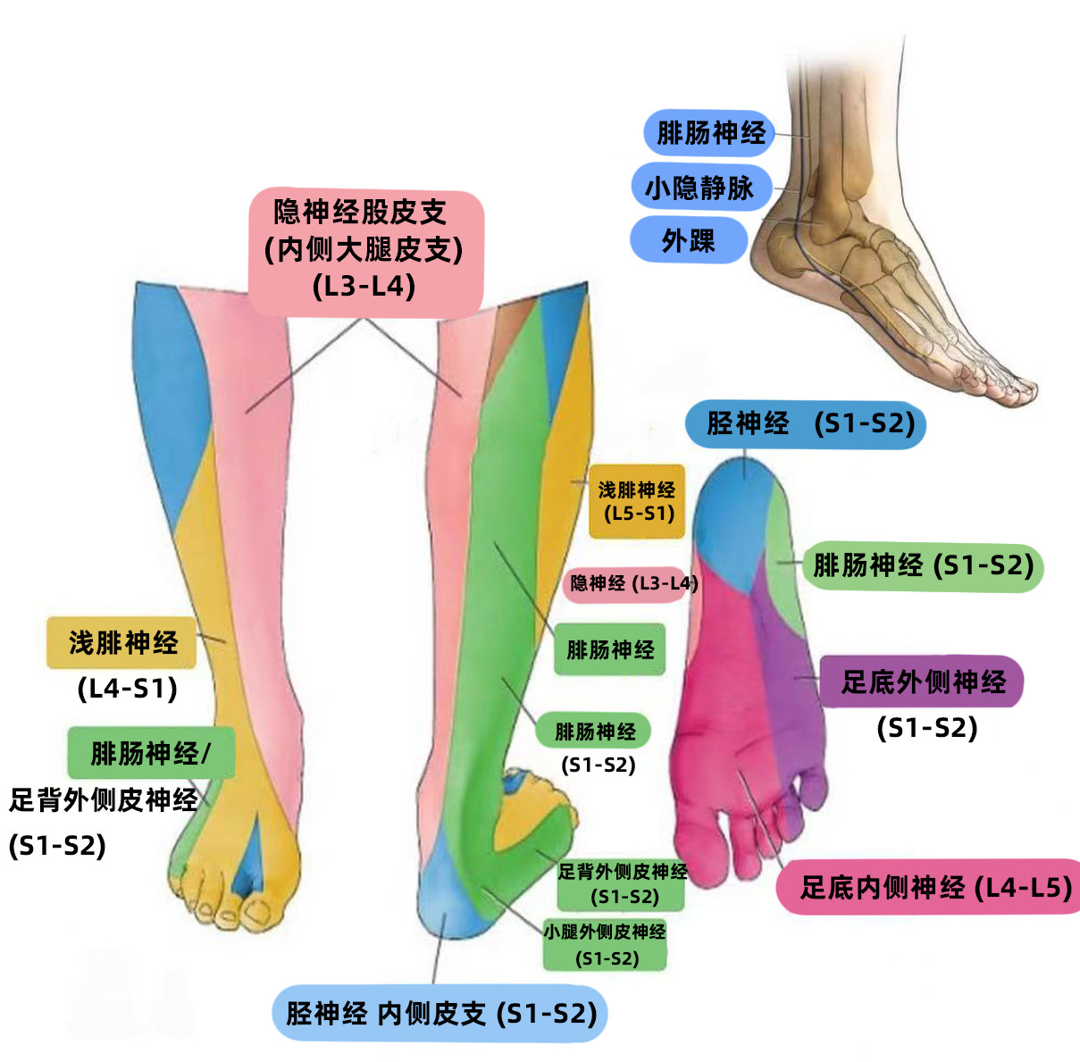 神经来看你的小腿神经——下面这张图，就标注了小腿常见神经支配的皮肤感觉区域，如