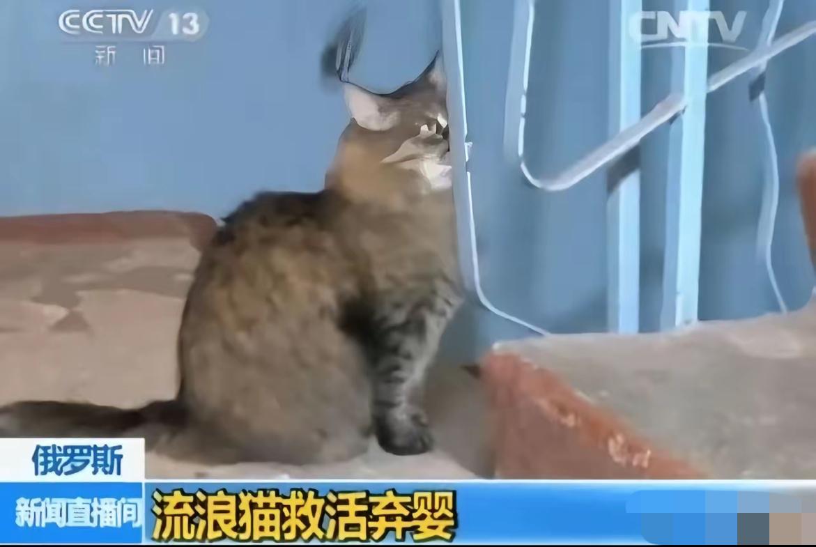 俄罗斯一只流浪猫火遍全球，连央视都报道了它。当地冬天极寒，好心人在楼道放了纸