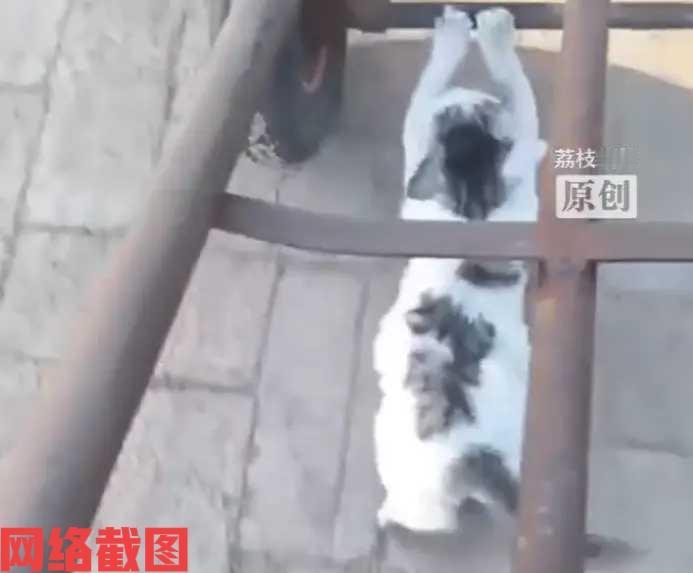 辽宁沈阳有女子推车陪家人。这天早上一起去豆腐坊搬豆子。只是让女子看到一幕