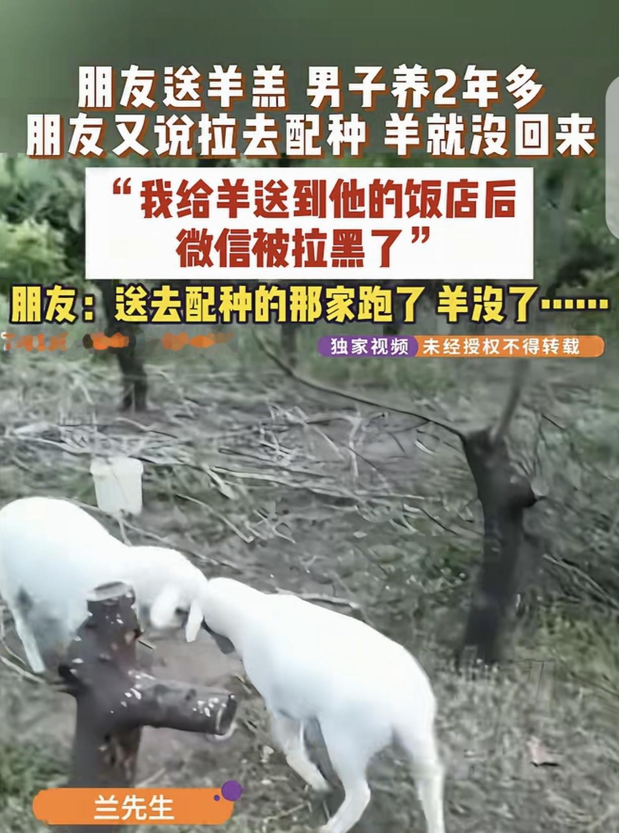 “吃相难看！”7月3日报道，河南郑州，一男子朋友送了他2只小羊羔，他养大后，朋友