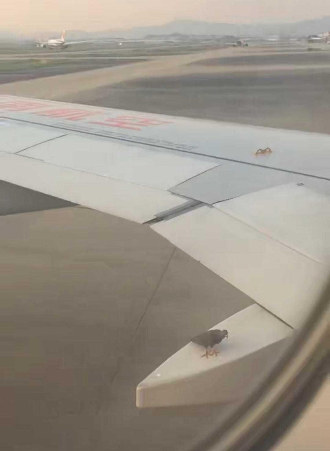 一只“飞机同程”小鸟火遍全网！海南航空机翼惊现飞行“乘客”，网友炸锅，真有安全隐