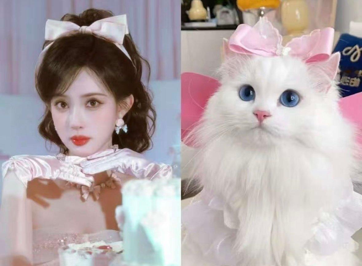 孟子义一只大布偶猫就这么缠了上去孟子义你是一只特别可爱的布偶猫！​​​