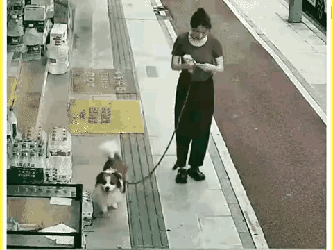 美女牵着狗狗出门散步，途经超市门口，路边堆放着大量矿泉水。狗狗来回踱步之后，直接