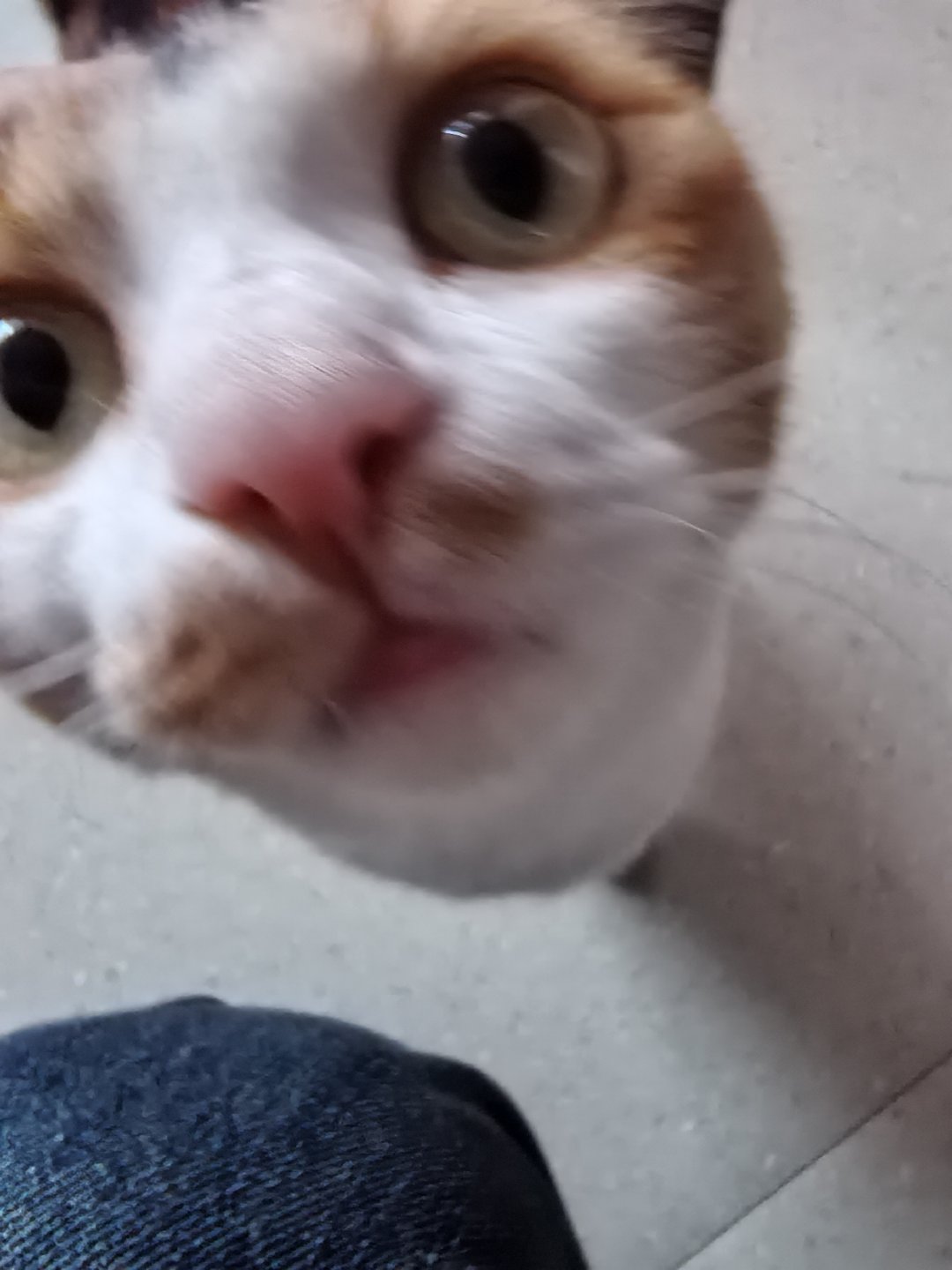 跑来公司的小猫​​​