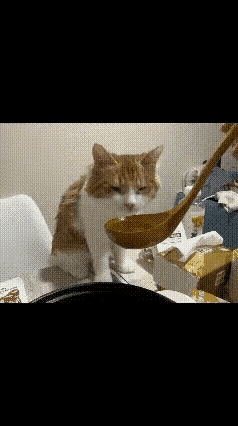 谁懂啊！螺蛳粉爱好者和猫咪的双向折磨，才是养宠界最搞笑的名场面！