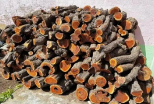 为什么枣木不能当柴烧？一位60岁的护林员告诉我，大部分树木死后都能当柴火烧，唯独