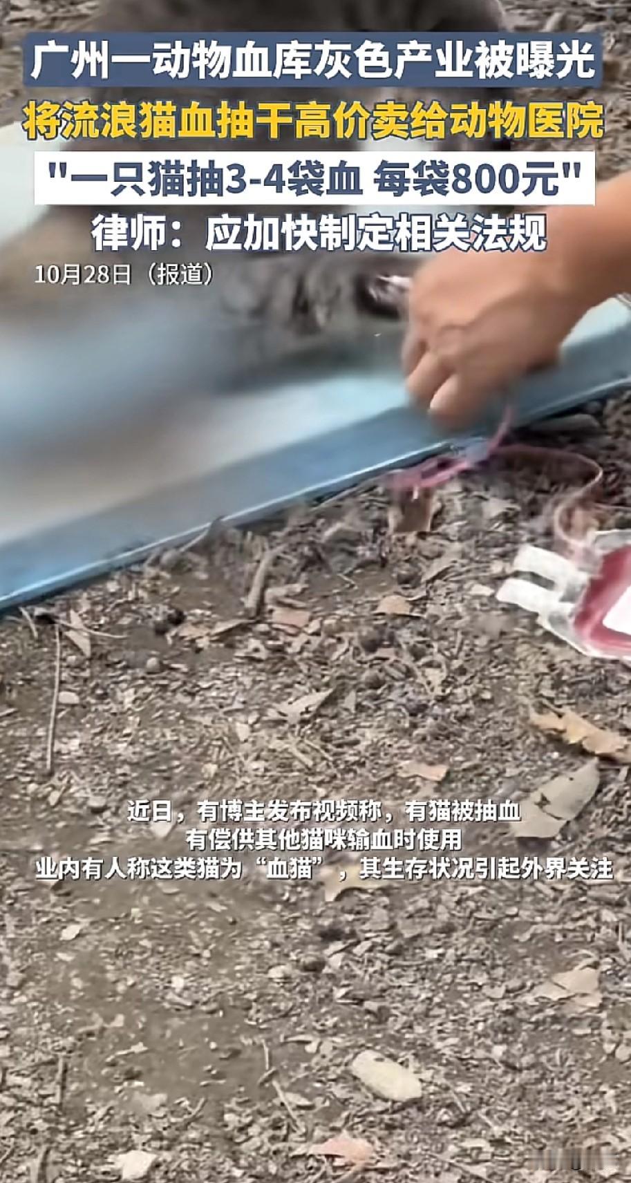 2025年10月，广州一动物血库黑幕被曝光。养猫人陈女士为救肾衰猫咪，花800元