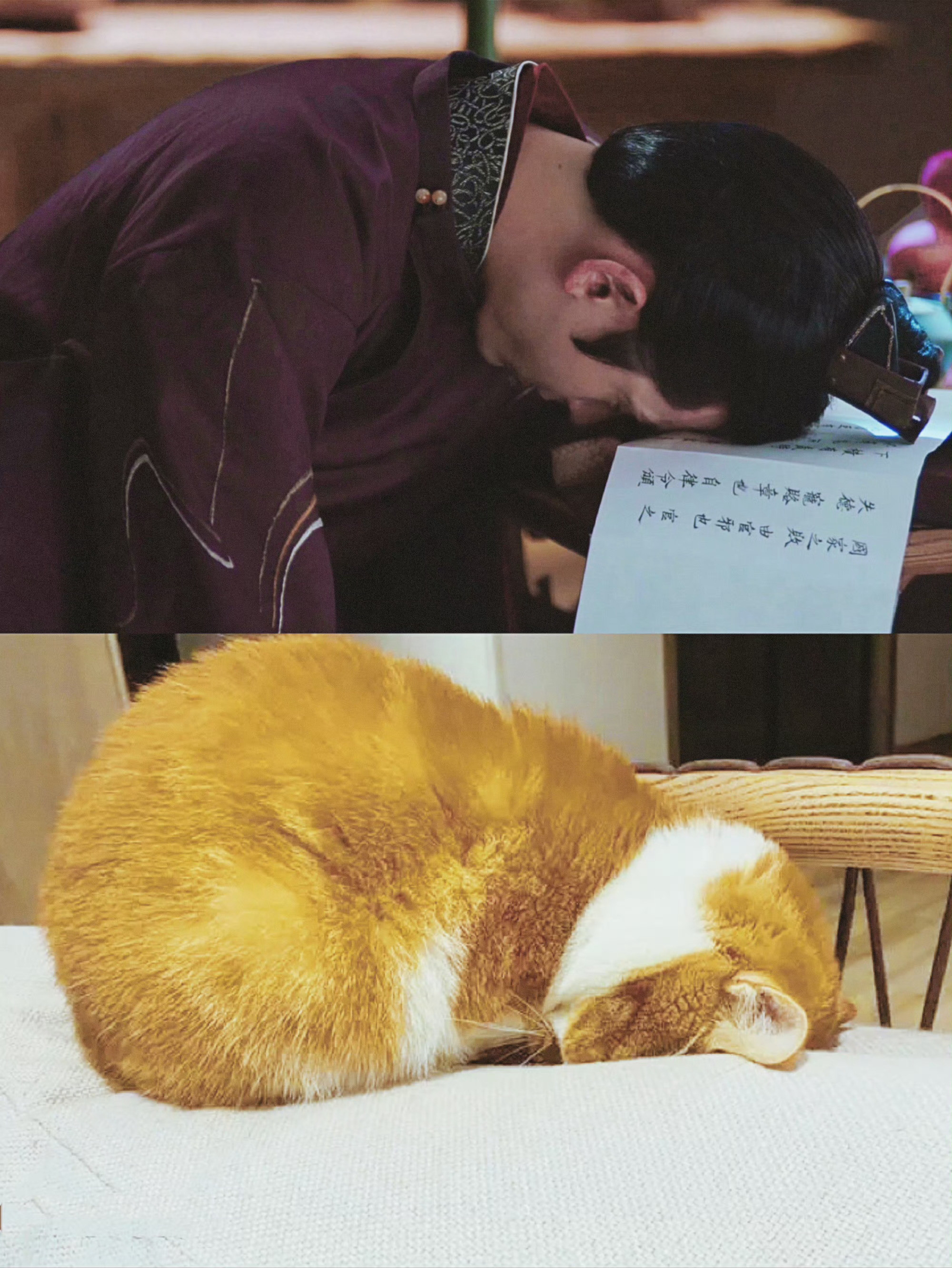 一猫一样