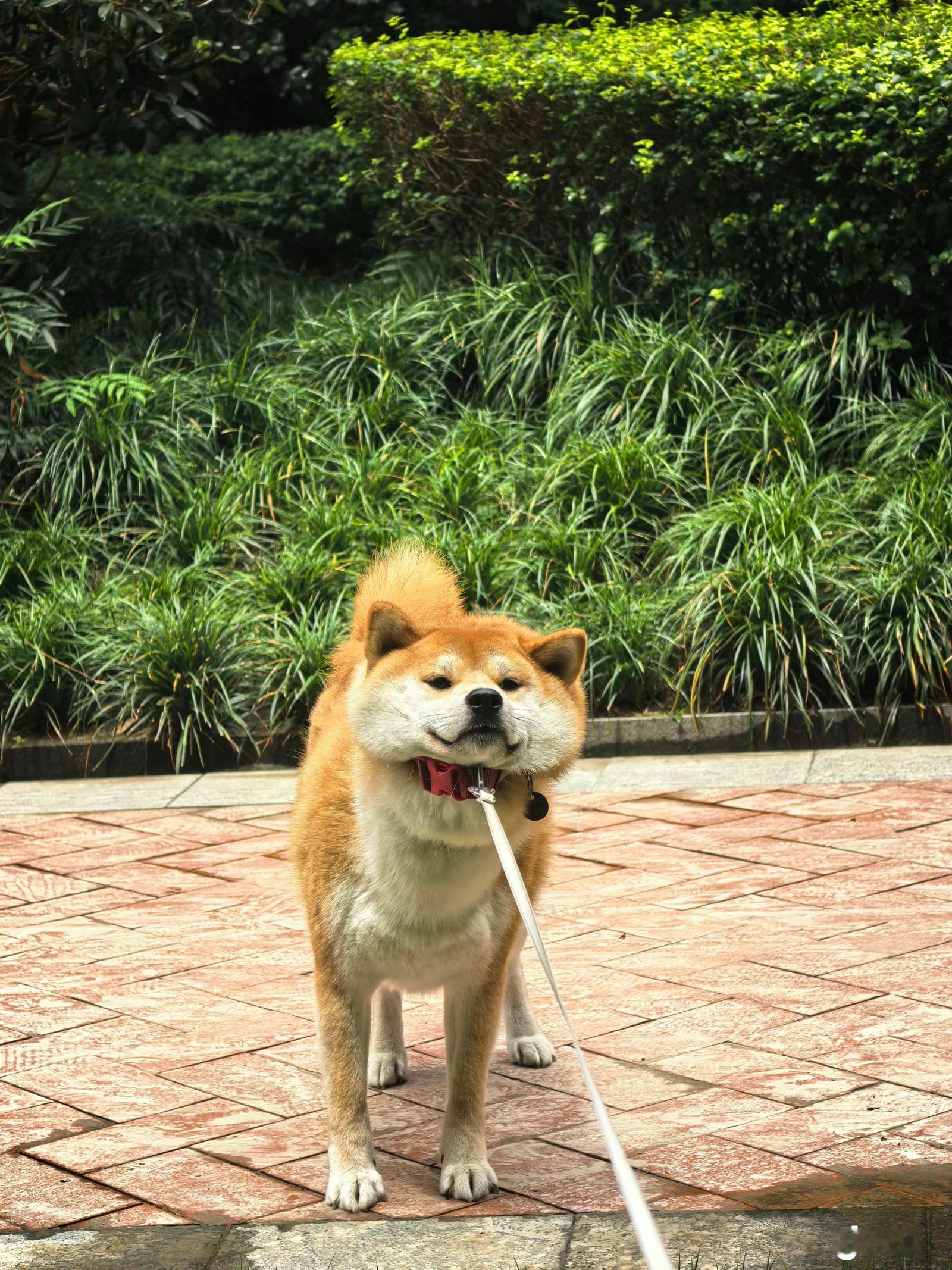 在刷狗狗૮•ﻌ-ა发现都一样倔​​​
