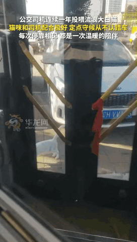 辽宁营口。公交司机坚持投喂一只流浪大白猫，整整一年时间。猫咪早就记住了这辆公交车