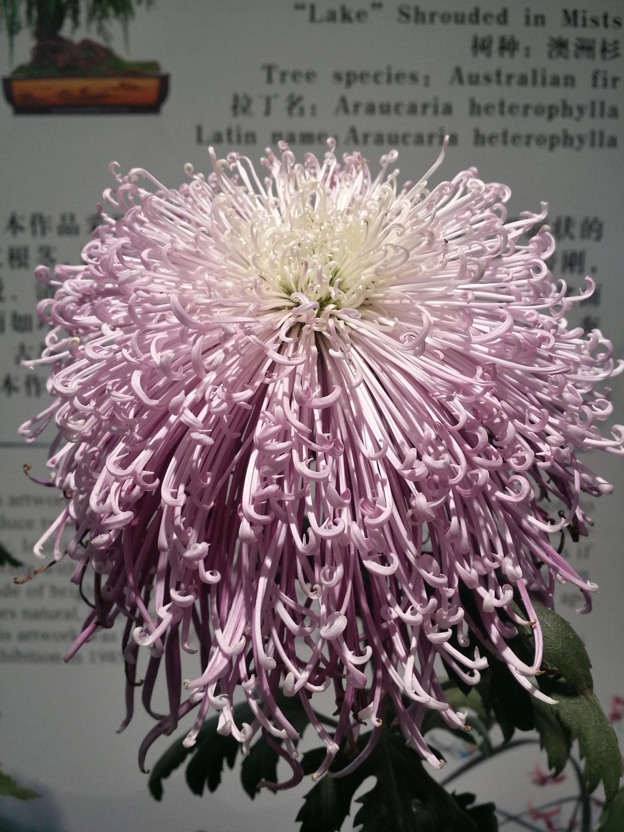 旅行路上的惊喜，常藏在一丛不知名的花里。阳光漫过花瓣，露珠坠在梢头，粉的、黄的、