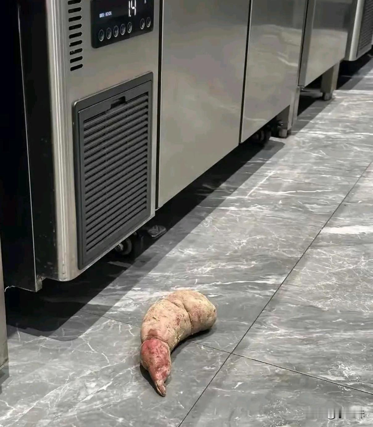 不小心被它咬到了，该怎么办？