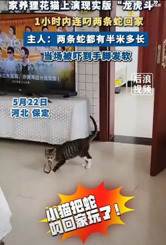 “吓得腿都软了！”5月22日，河北保定一名女子发视频称，家里养了一只狸花猫，趁着