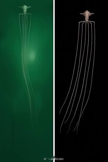 一只大鳍鱿鱼，在水下10,000多米处被发现。​​​