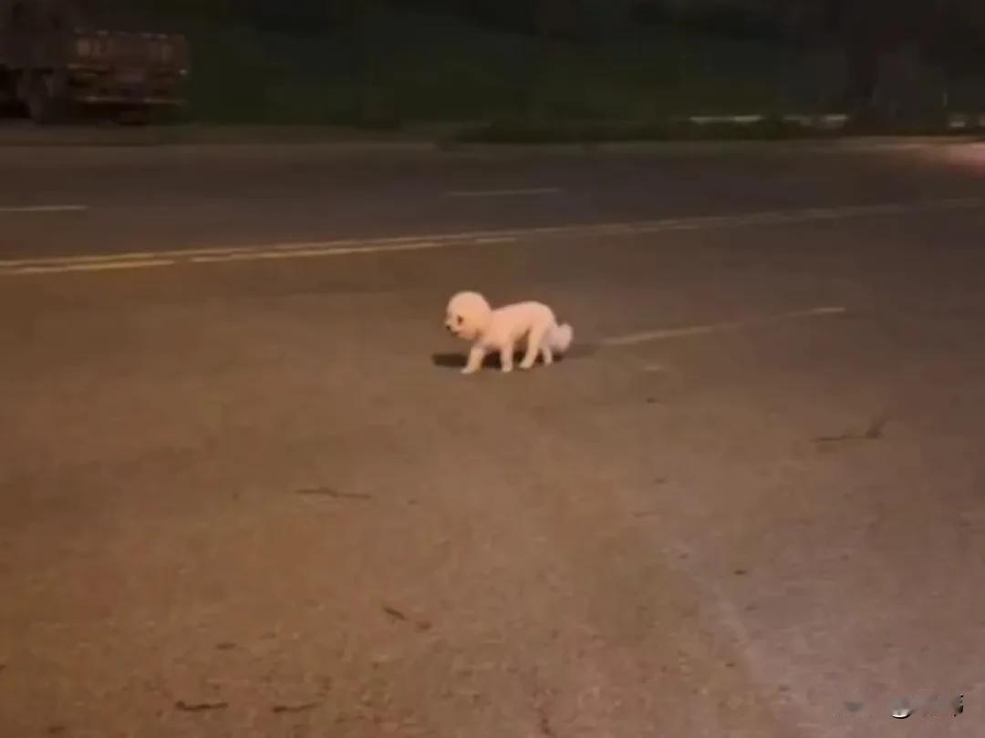 这天晚上，一位小姐姐去夜跑，结果跑着跑着发现有只白色的小狗一直跟着她，她加速狗狗
