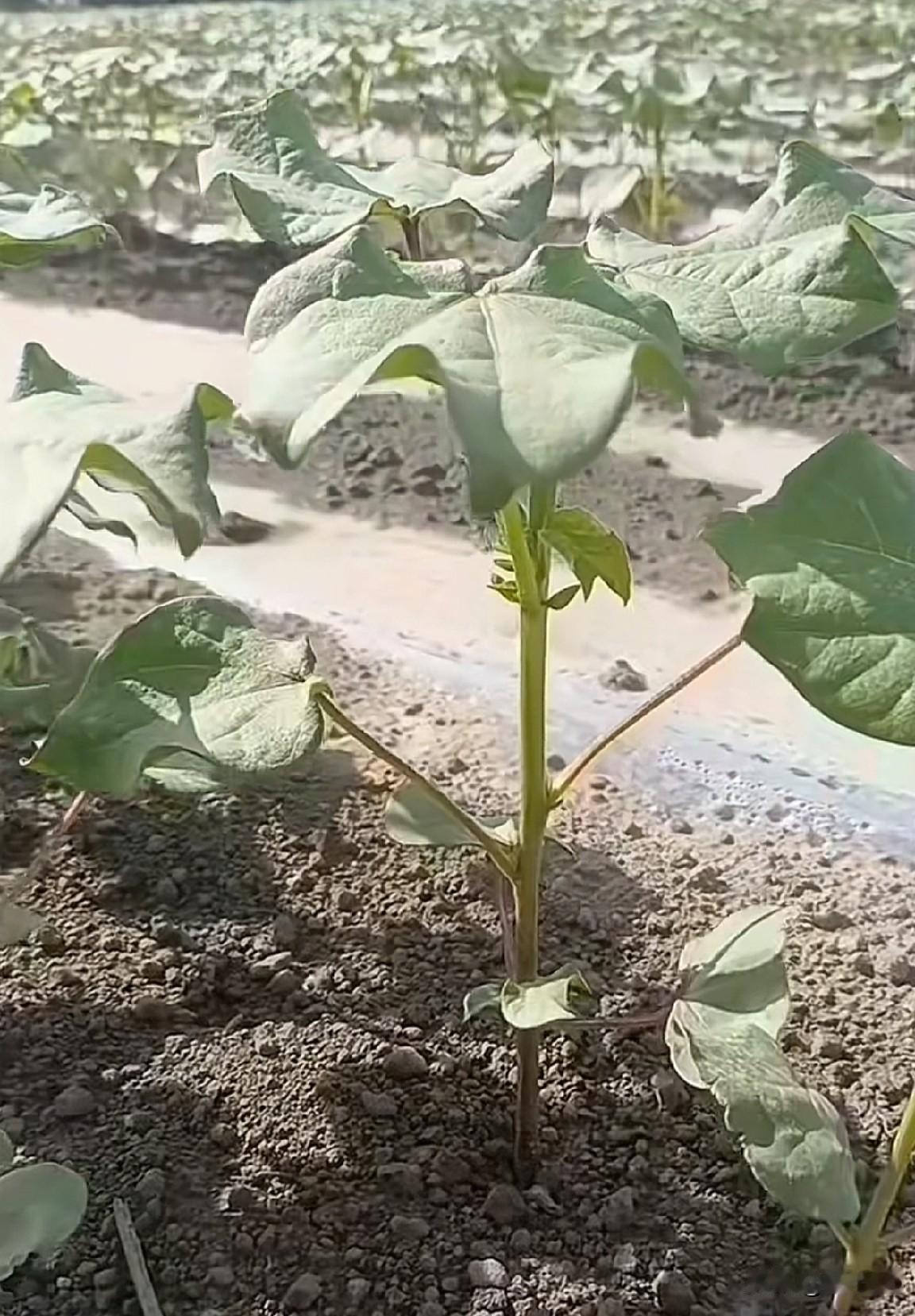 啥季节该种啥农作物懂吗?下图中的农作物正是现在这个季节种植的，见过的都在30
