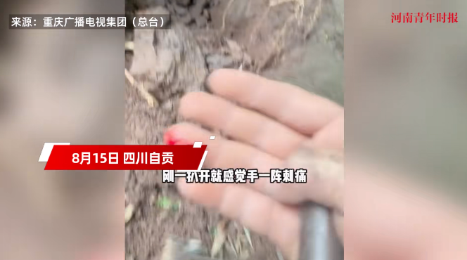 悲剧还是发生了！8月15日，四川自贡，一男子到竹林里采摘蘑菇时，刚一伸手准备掏开