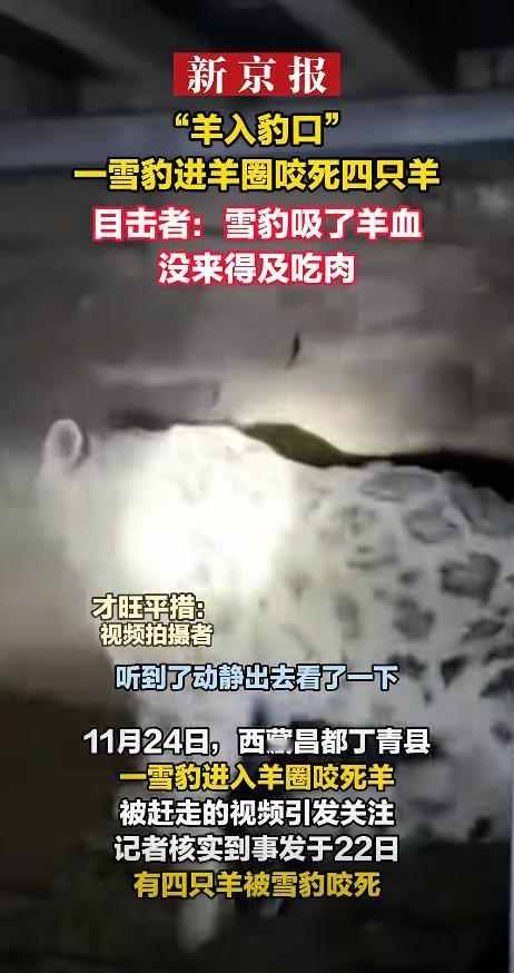 “太吓人了！”西藏昌都，一牧民正准备睡觉，突然听到羊圈传来一阵骚动，他急忙打着手