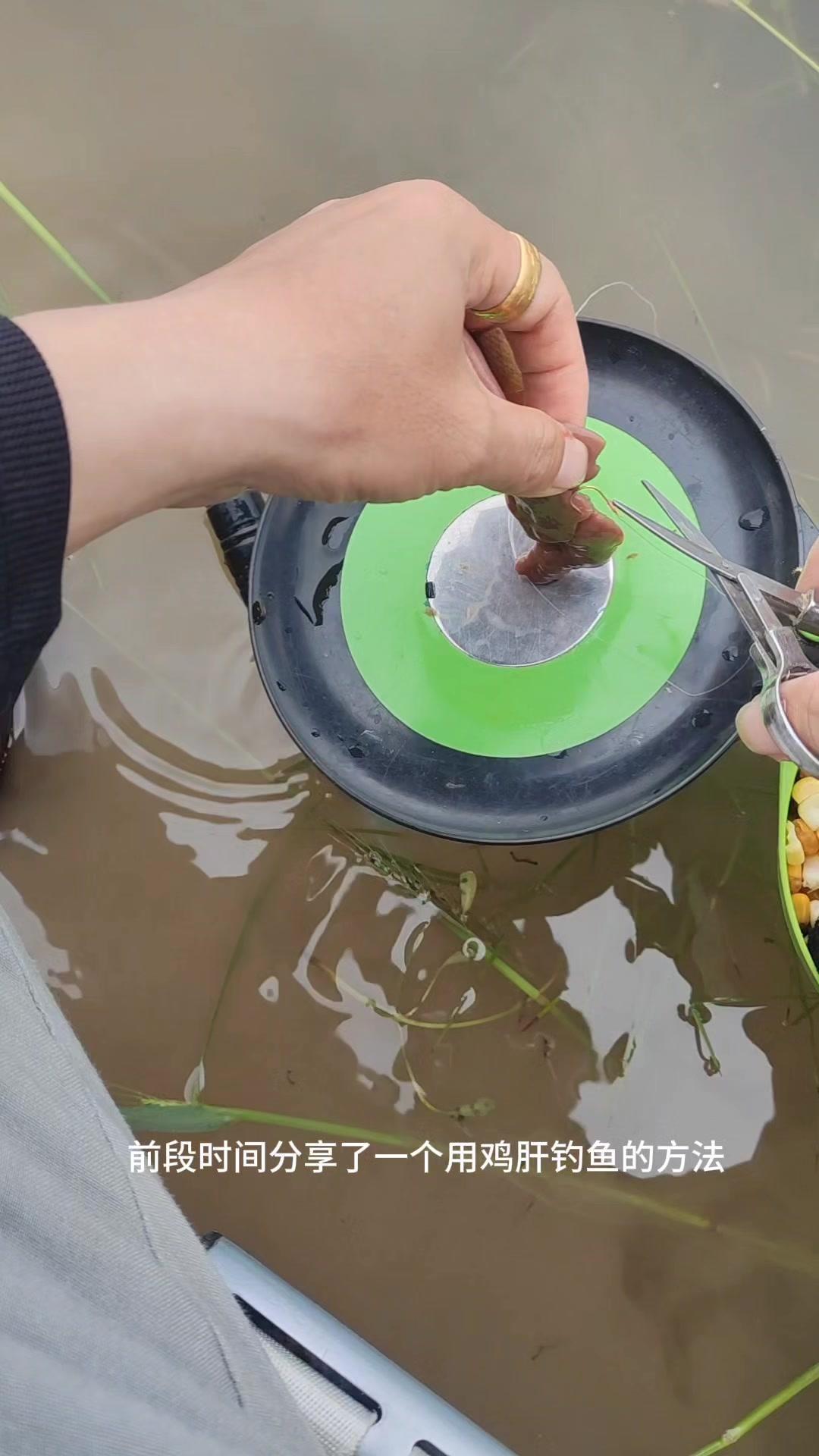 🍗自制鸡肝粉，腥到鱼疯狂开口，比买的还好用！前段时间分享了鸡肝钓鱼的方法，
