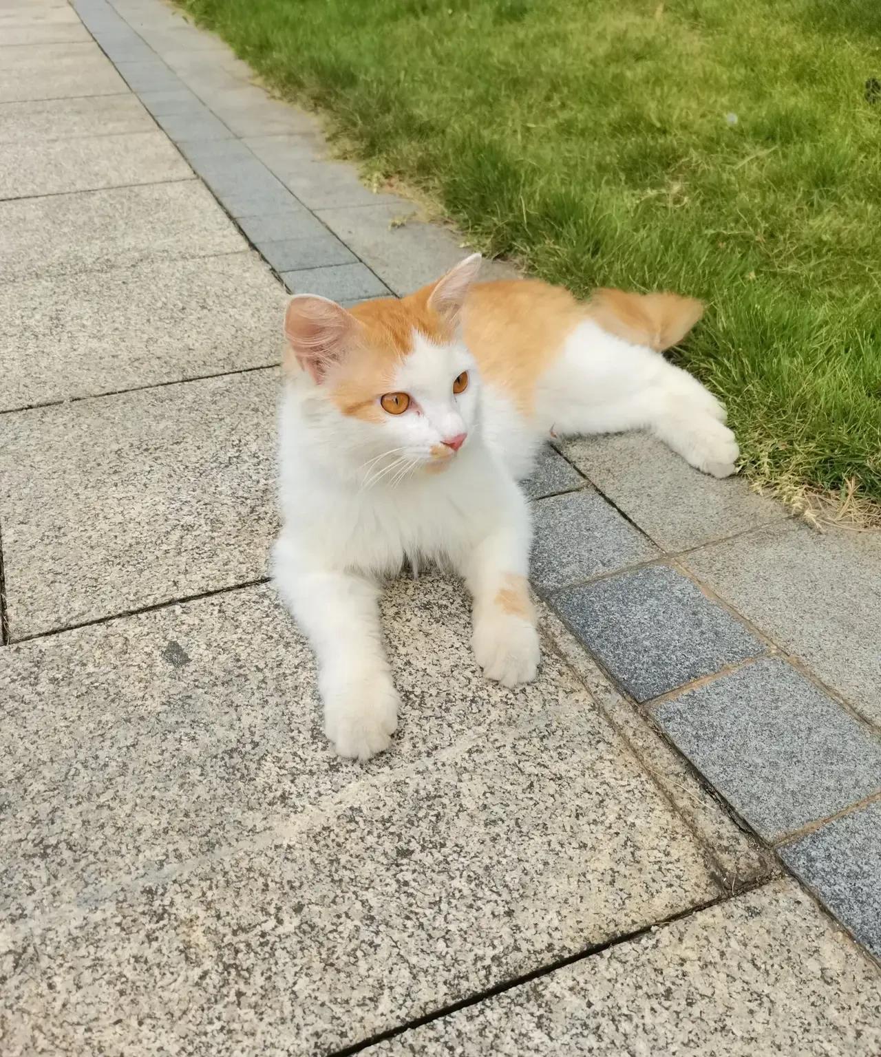 不要喂流浪猫，这是一个忠告，为你，为流浪猫，都是好事。小区里现在流浪猫成群，一