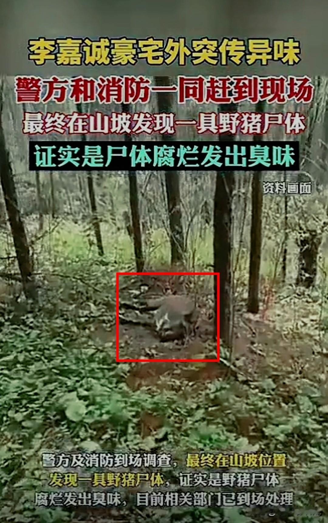笑不活了！李嘉诚那座防弹豪宅，结果居然被一头死野猪给“破防”了！据说李嘉