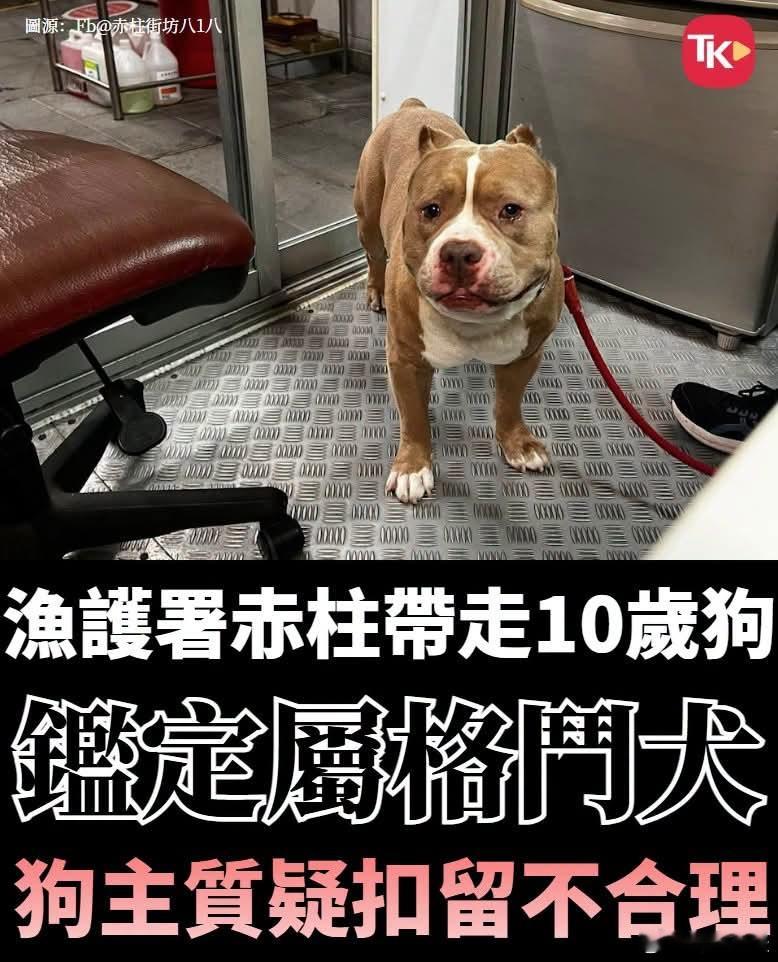 在香港女子被30公斤大狗撕咬死亡后，管理部门还是行动了起来，将不符合规定的烈性