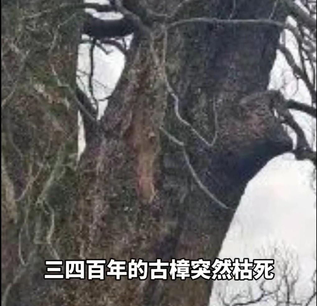 2023年夏天，江西省赣州市宁都县青塘镇发生了一系列古怪的事情，好几个村里活了上