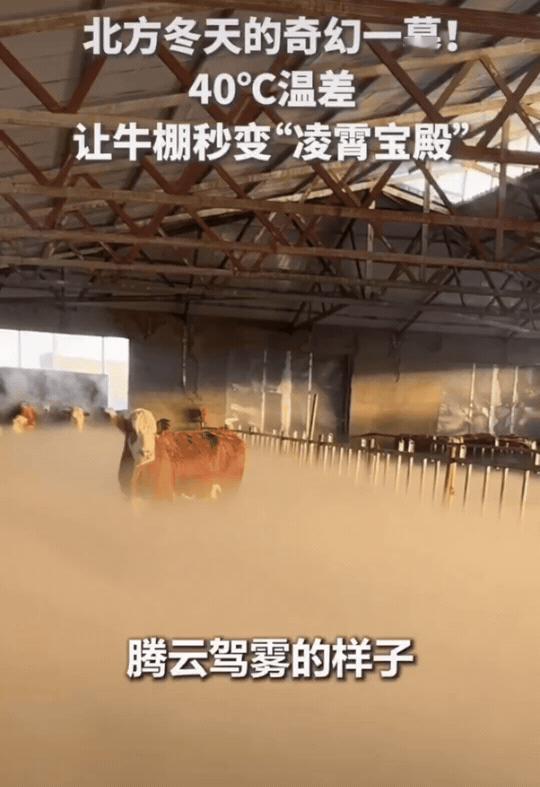 上人民日报了！内蒙古锡林郭勒，室外零下30度，牛场主人打开牛棚的大门，整个牛棚内