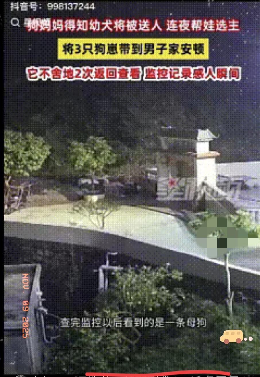 “解释不清了！”广东一男子家狗子生了四只小狗，顺口对狗子说了一句：“这太多了，送