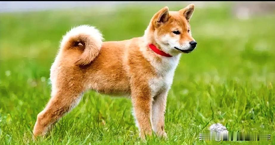 悲剧还是发生了，致死率100%。我国狂犬病每年都在飙升，血的教训，要高度重视和警