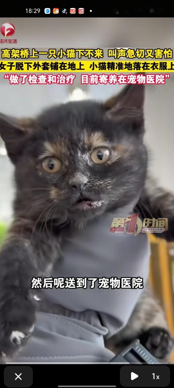 1月21日，江苏扬州。女子发视频表示，上班途中听见猫叫，然后看到高架桥上有只小猫