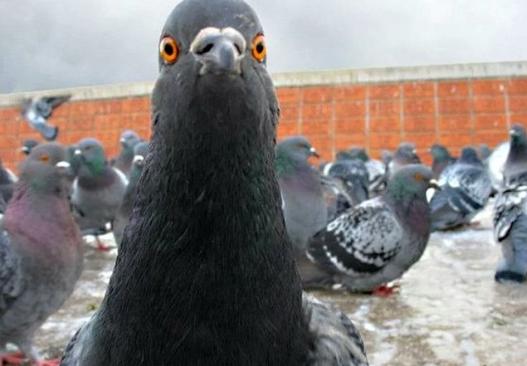 【马德里一家中国餐馆因将鸽子伪装成鸭子而被勒令停业。】西班牙警方在对马德里一家