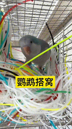 看完这段视频真挺有意思的。家里养的这只鹦鹉，叼着彩色的尼龙扎带认认真真搭窝，小嘴